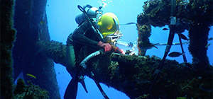 diving medicine